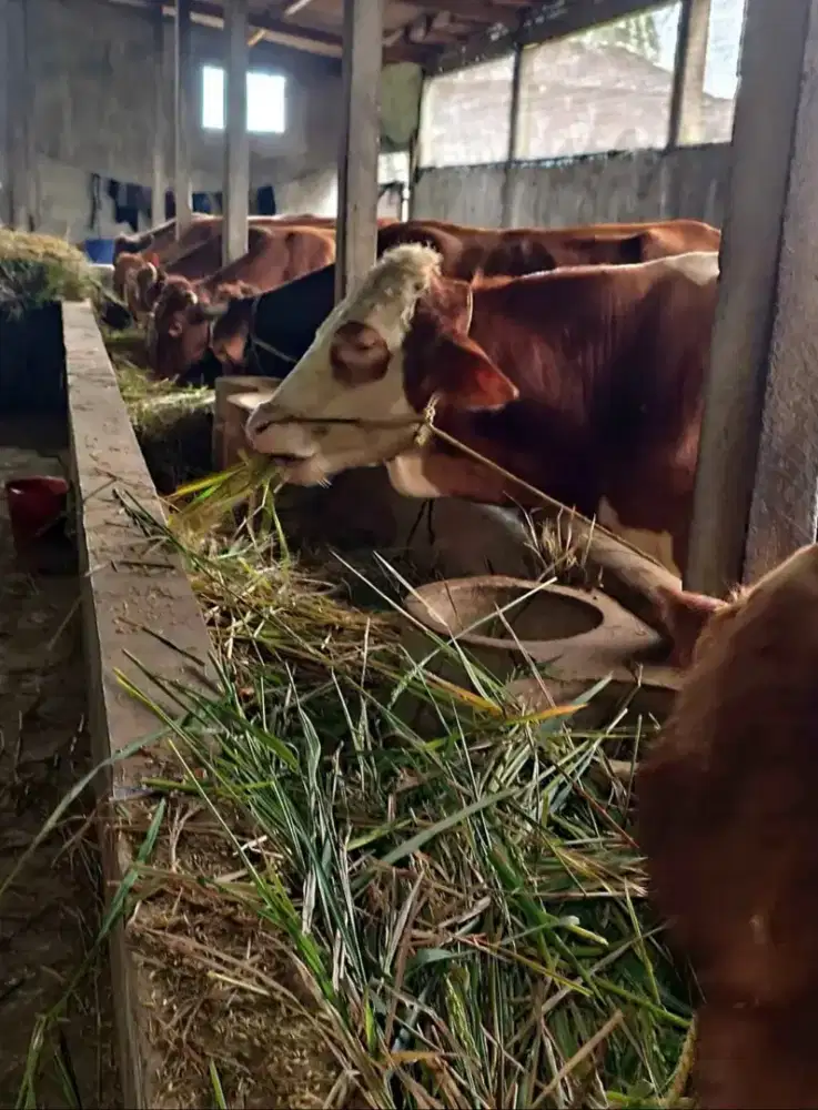 Sapi Qurban Kota Malang