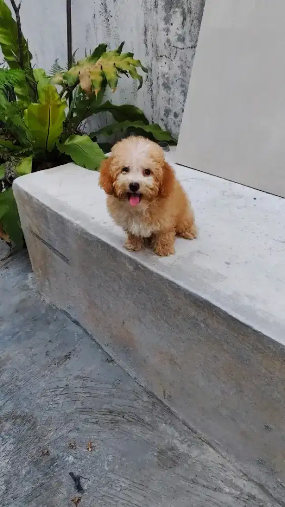 Anak Anjing Poodle