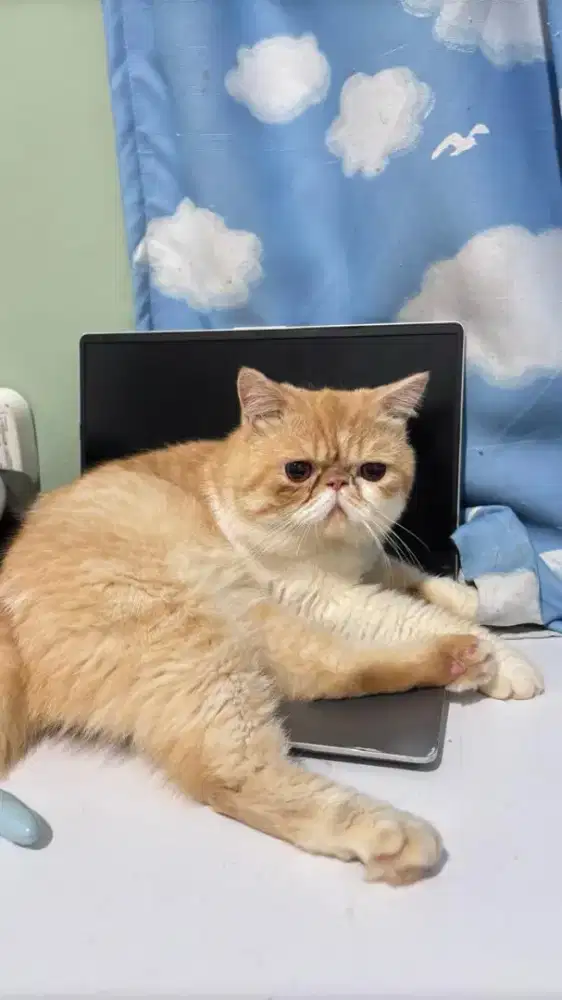 Jasa Pacak Kucing Persia Peaknose