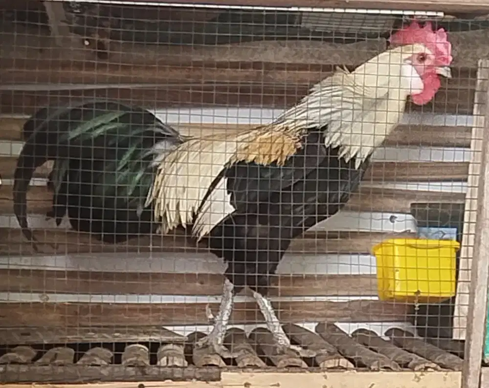 Anakan ayam bruga hutan hasil ternak