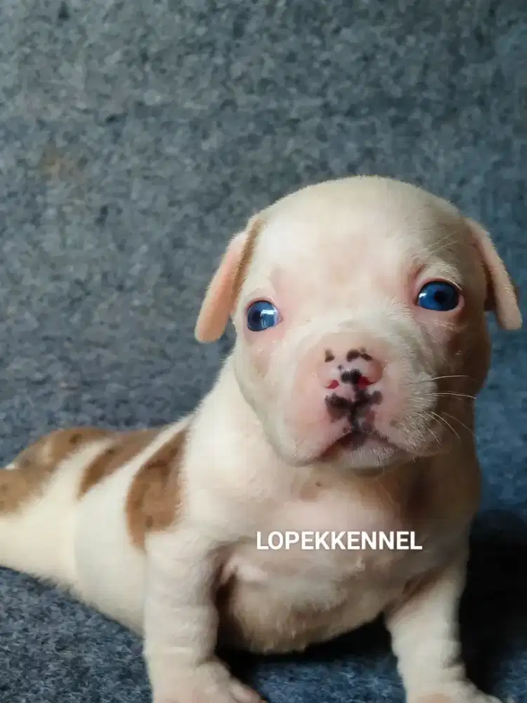 Anjing American Bully