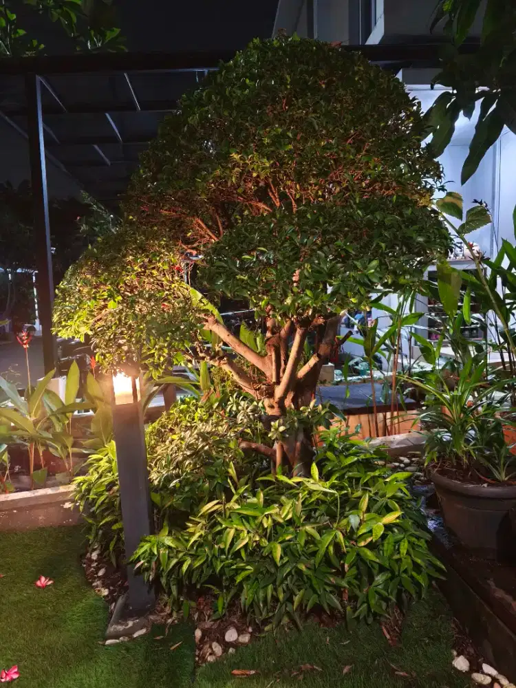 Pohon bonsai beringin tinggi 2 meter