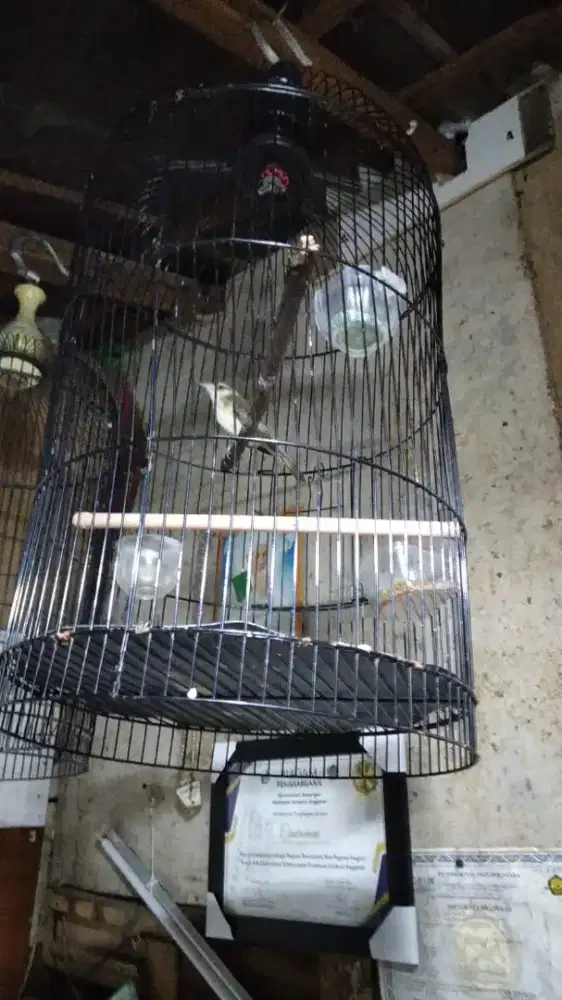 burung kerak basi plus kandang besi
