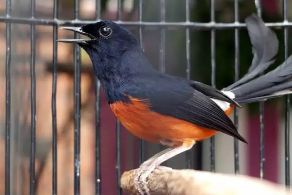 2 Ekor Murai Medan MH