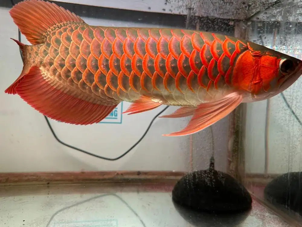 ARWANA SUPER RED - 45 cm (Sertifikat & Chip)