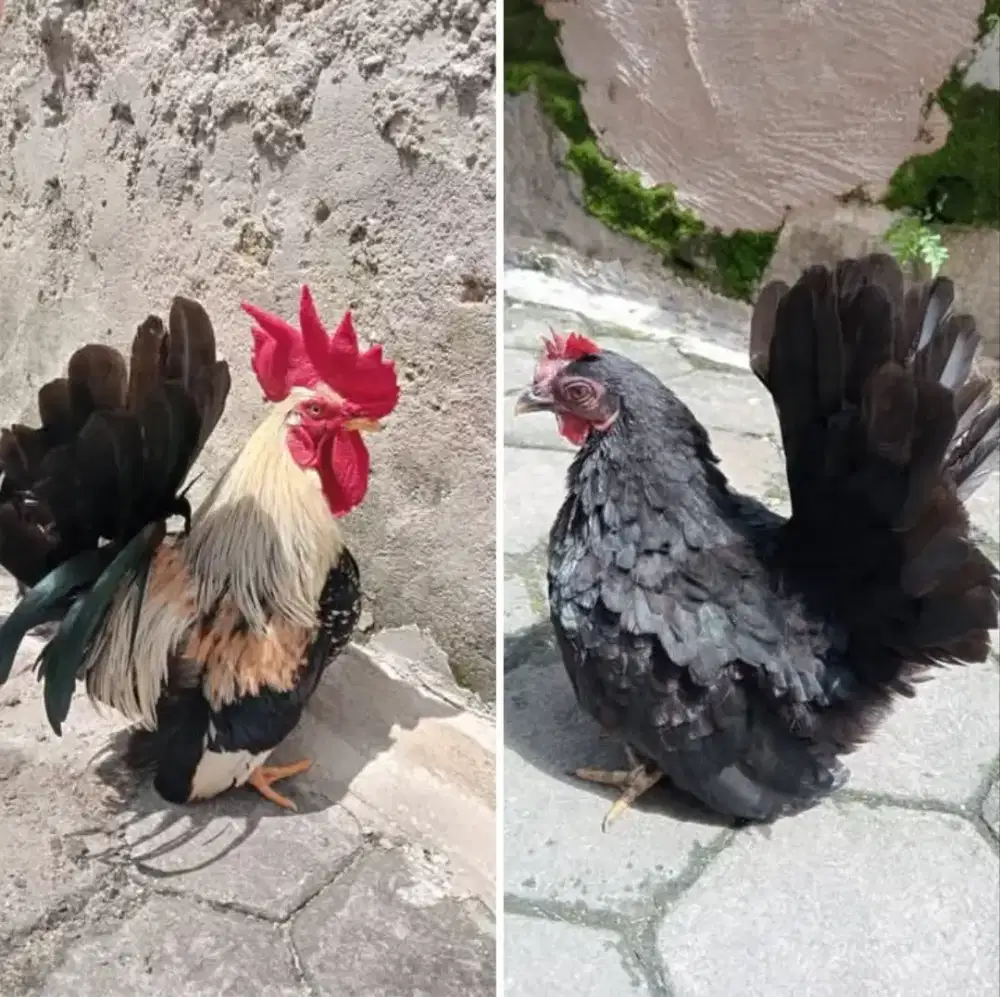 Sepasang Kate Mataraman Jawa Timur