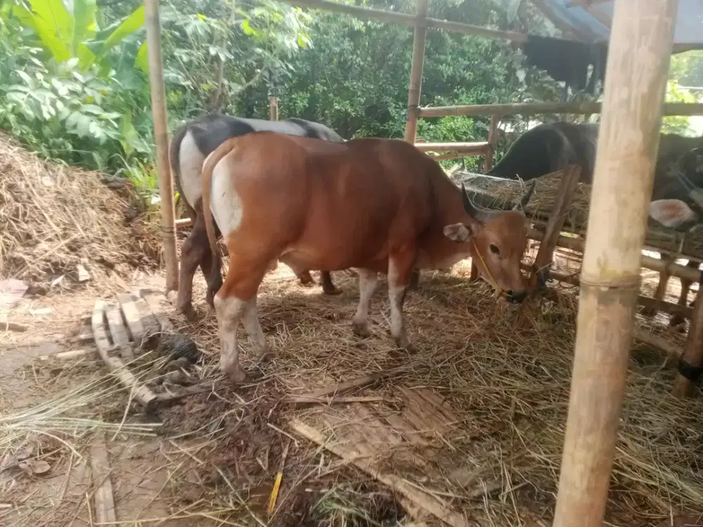 sapi qurban murah