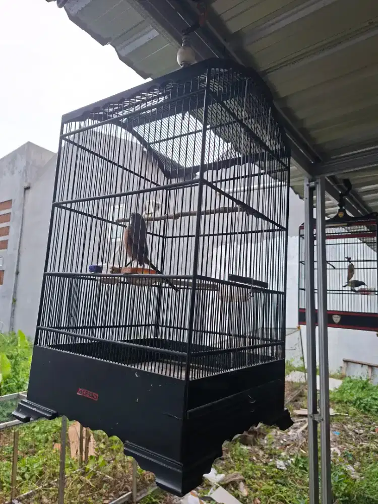 Cendet gacor dor fullset KK