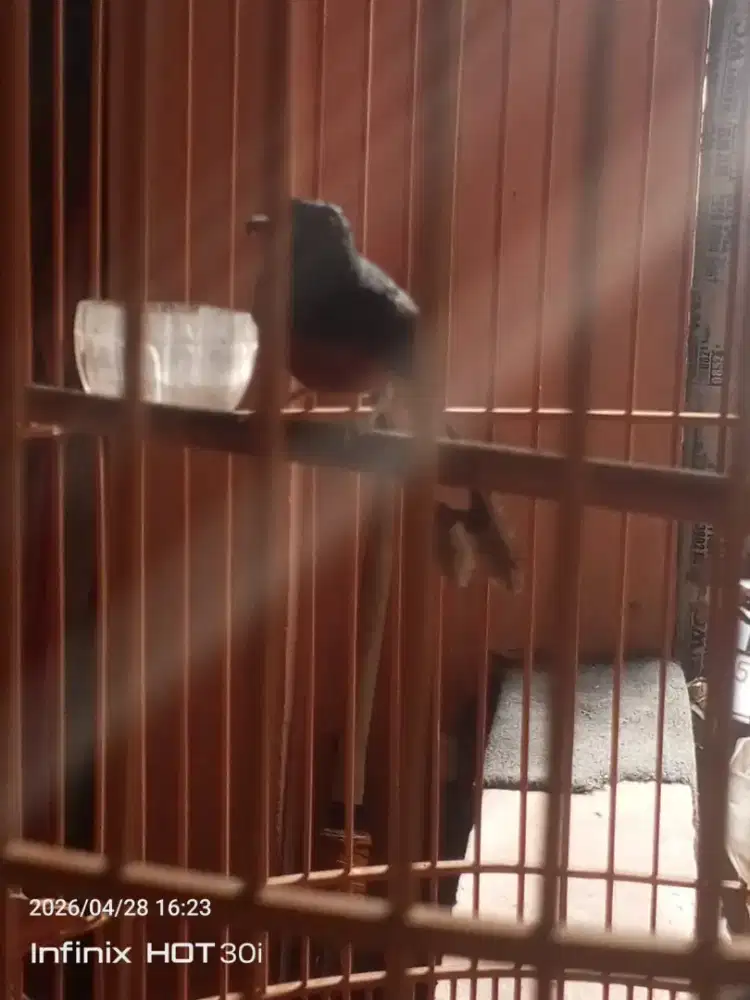 Murai hutan trenakan ful set