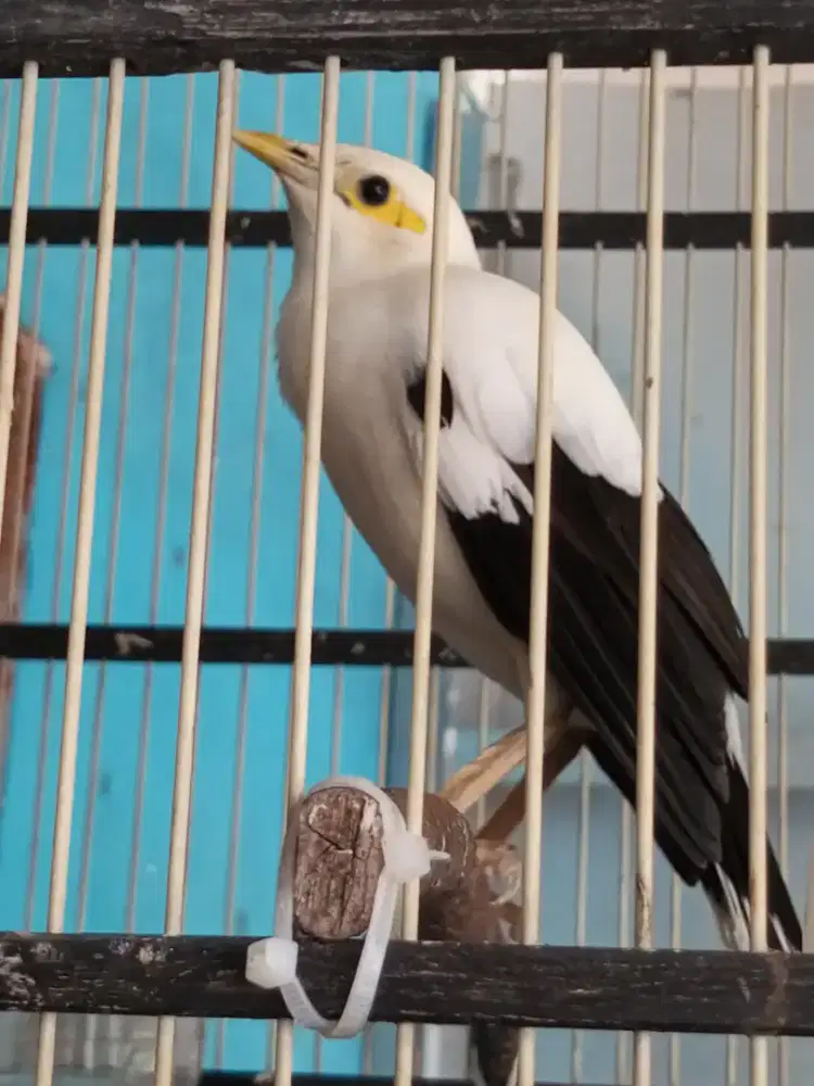 Jalak suren brisik harian suara bervariasi