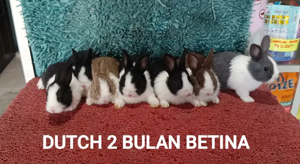 Anakan Kelinci Dutch usia 2 Bulan