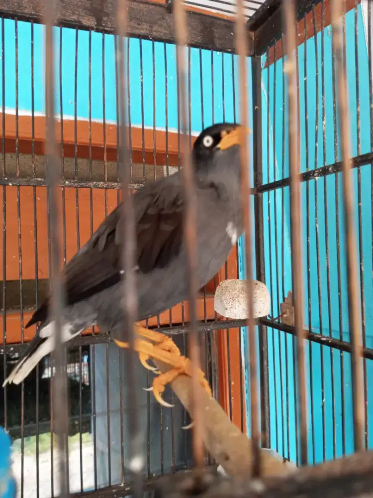 Jalak kebo mata putih bisa ngomong Kopiko suara isian macam2