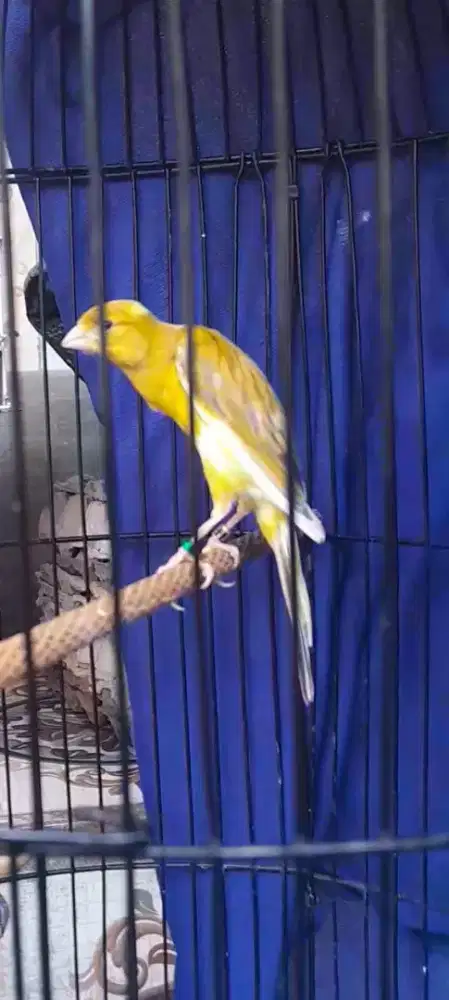 Sepasang kenari seri bbgb siap brending