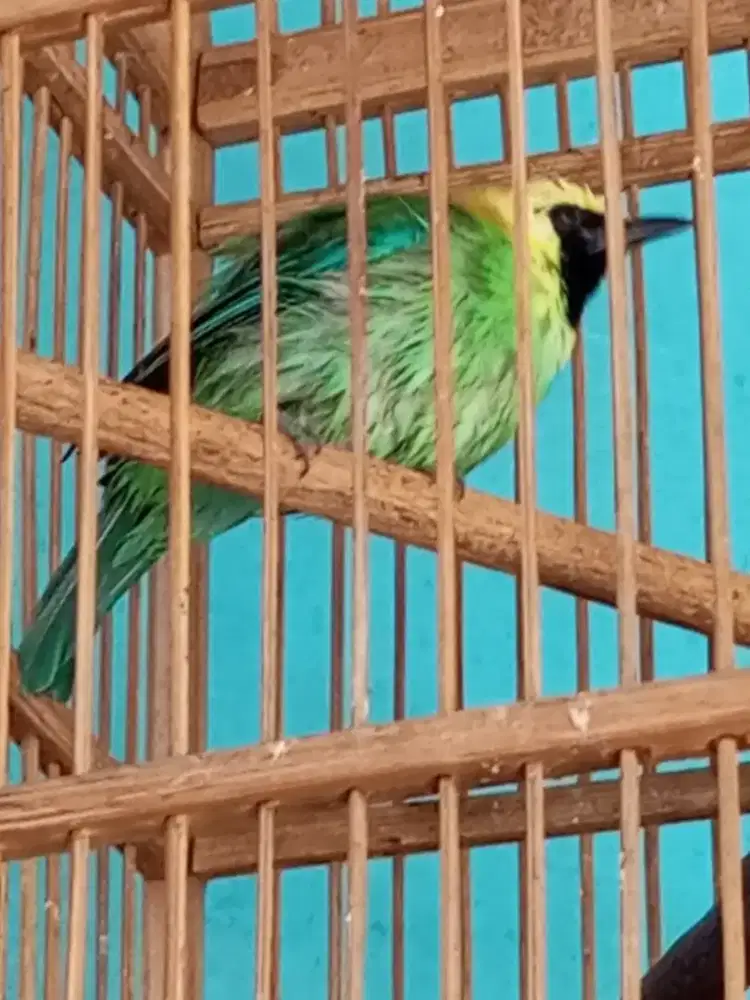 Jual fs cuca ranting gacor kaki deker usia mapan isian macam2