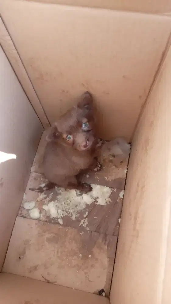 Puppy Anjing Warna Coklat Lucu & Sehat Siap Adopsi