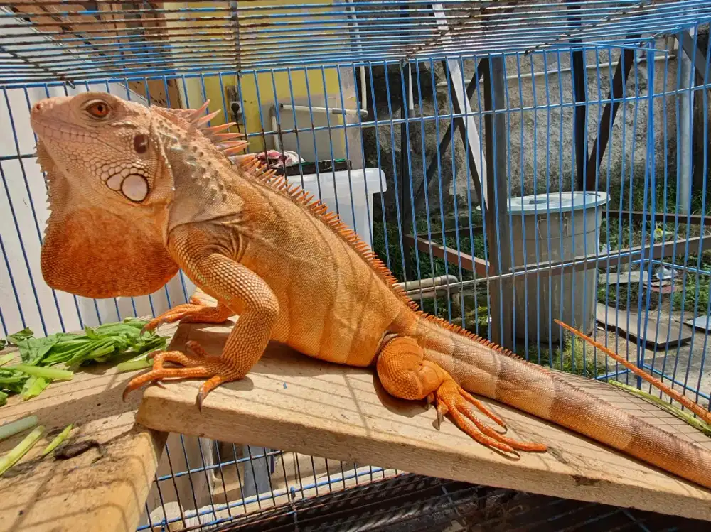 Iguana Axanthic 70CM DIJUAL CEPAT Pondok Aren