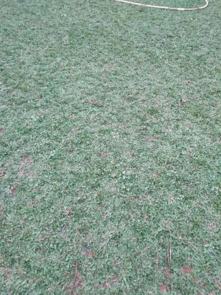 Rumput gajah mini murah