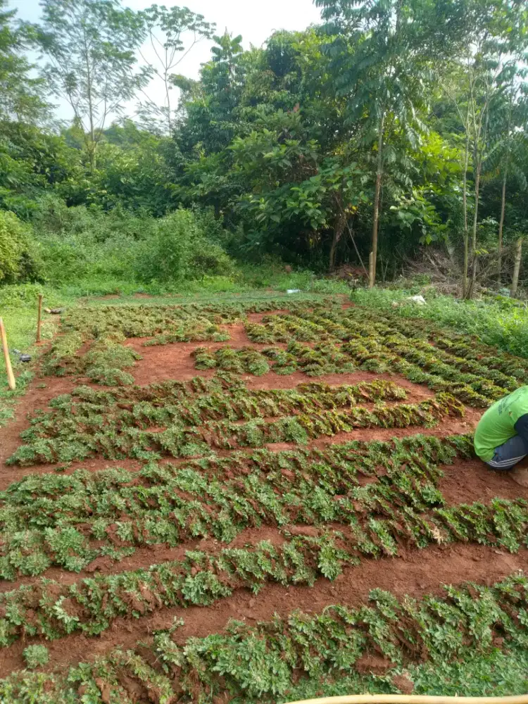 Rumput gajah mini murah