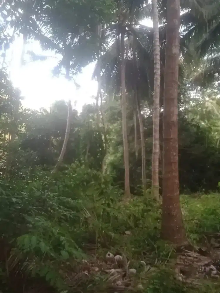 DIJUAL CEPAT Tanah Beserta Pohon Kelapa