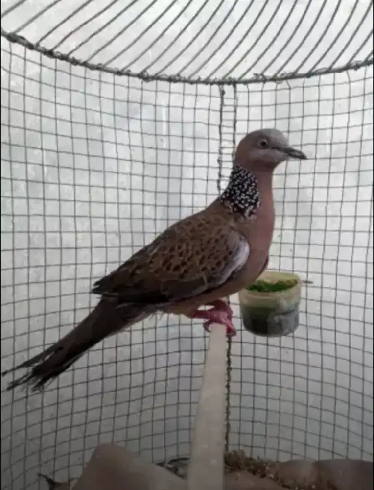 Dekukur jantan bunyi