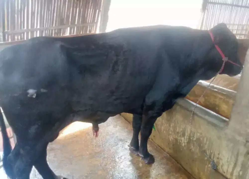 Sapi Qurban di Cengkareng Jakarta Barat Harga terjangkau