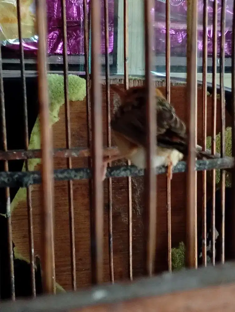 Burung cici padi pala emas burung langka