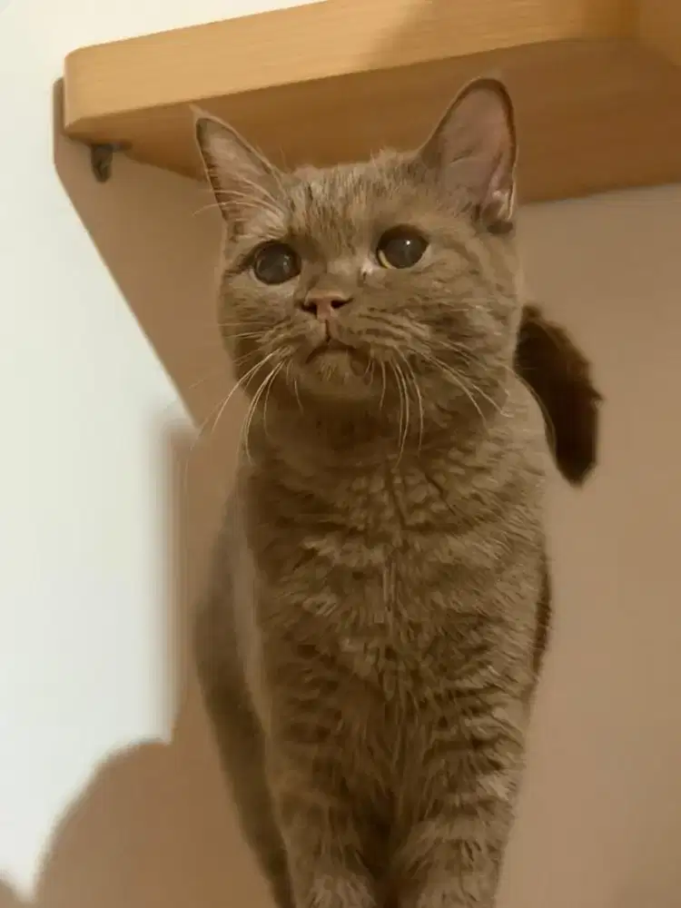 Female cinamon lepas nonped