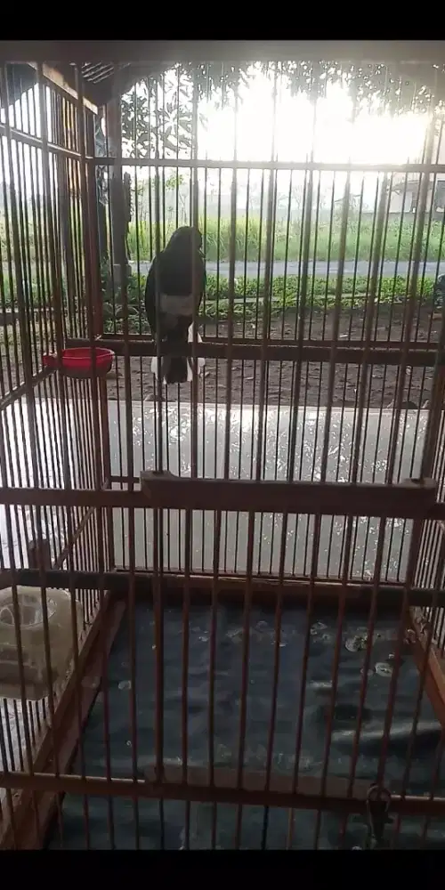 Kacer dada putih koci