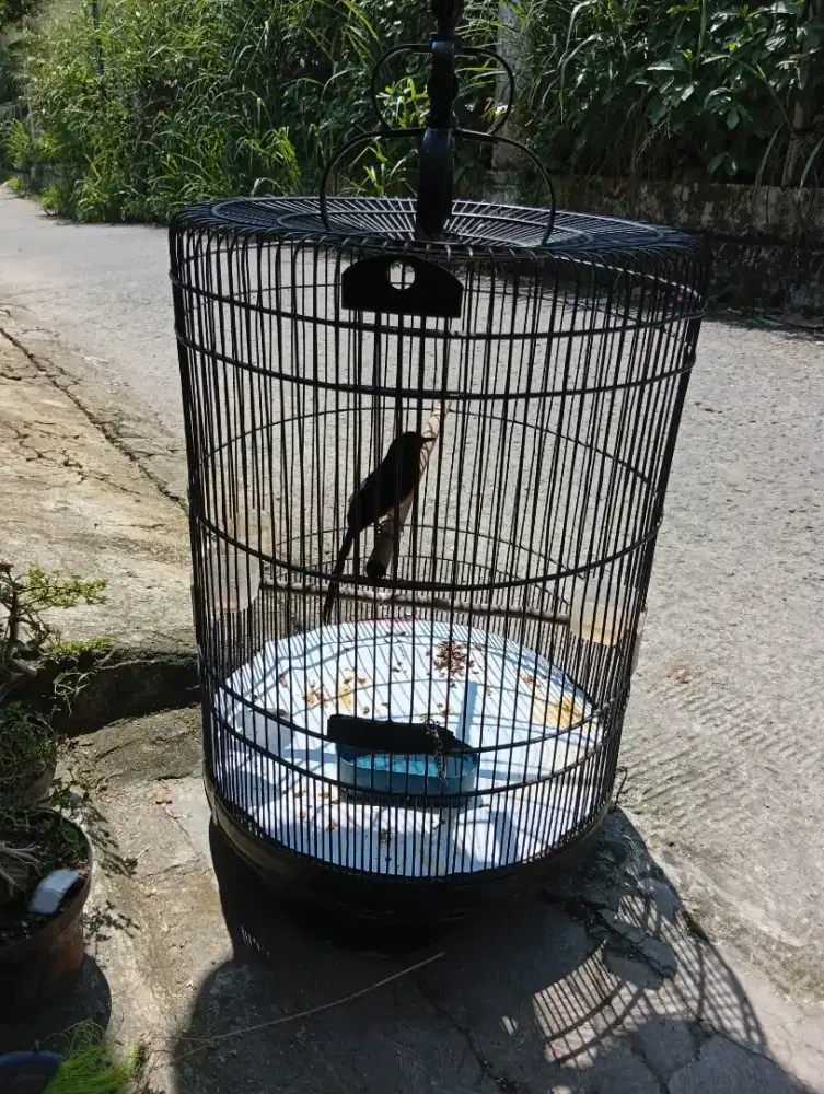 Burung murai batu baru ganti baju bunyi semaunya