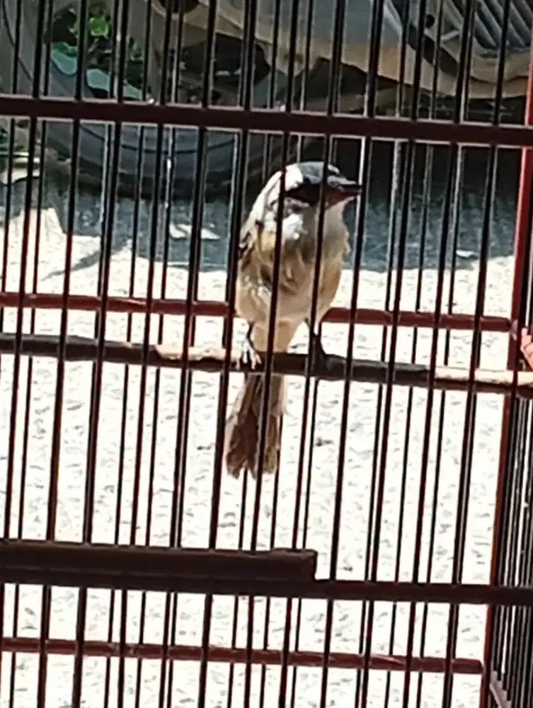 Burung anakan hutan pentet Jawa Timur