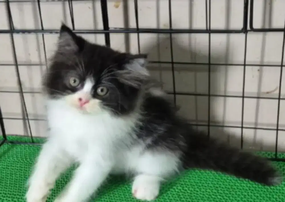 Kitten- kittenkucing