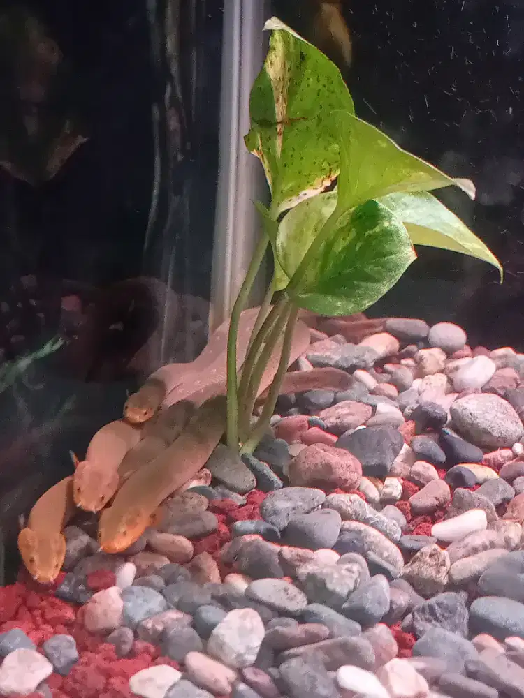 Dua pasang ikan palmas tali 30cm harga satuan