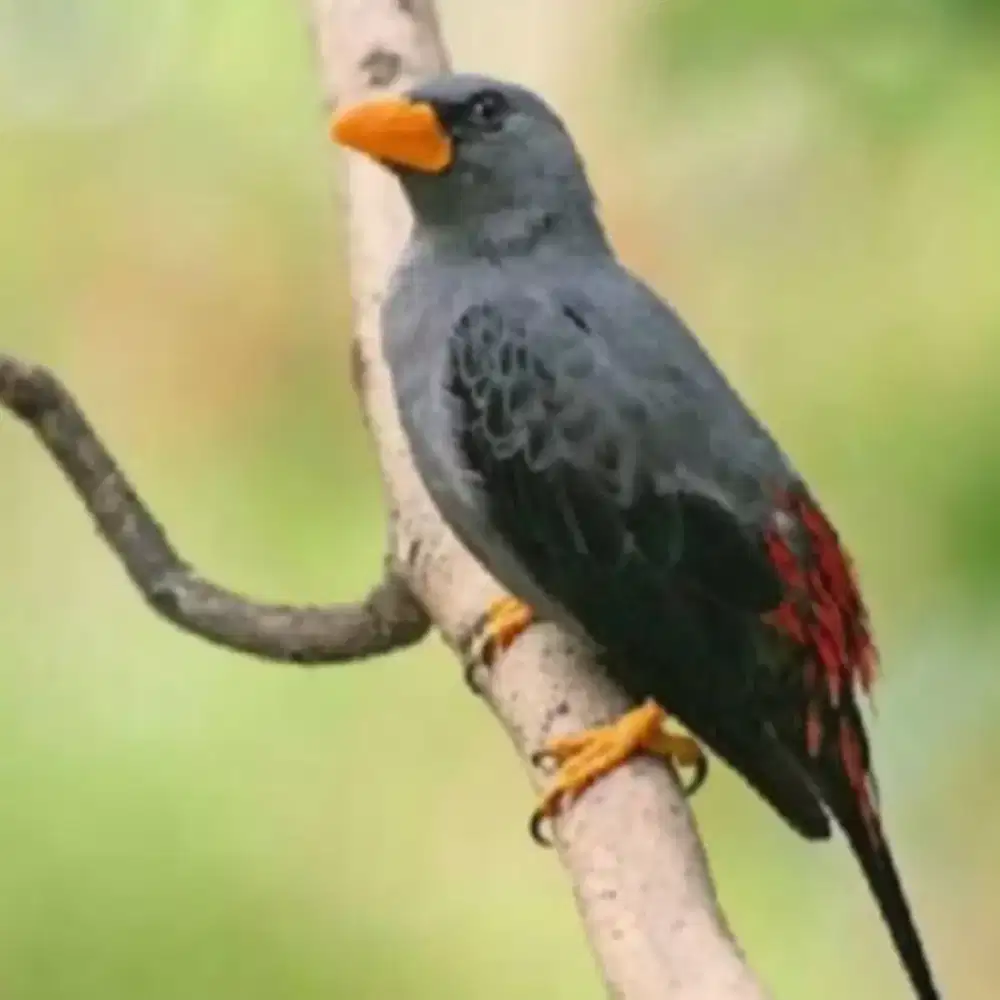 Jalak Rio Bahan Sehat Gemuk Lincah Jantan/Betina.