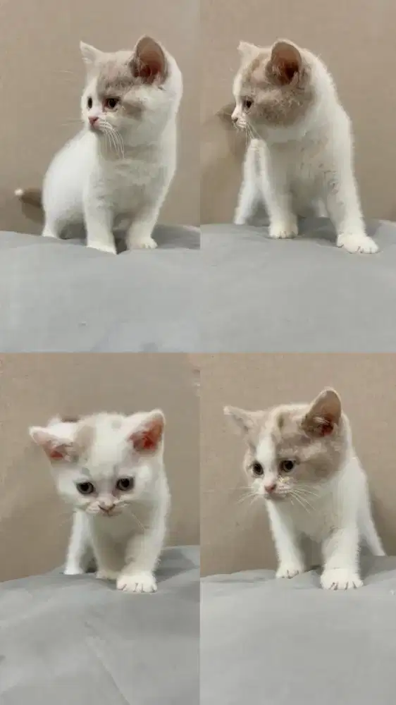 Borongan Dapat 4 BSH British Shorthair Lilac