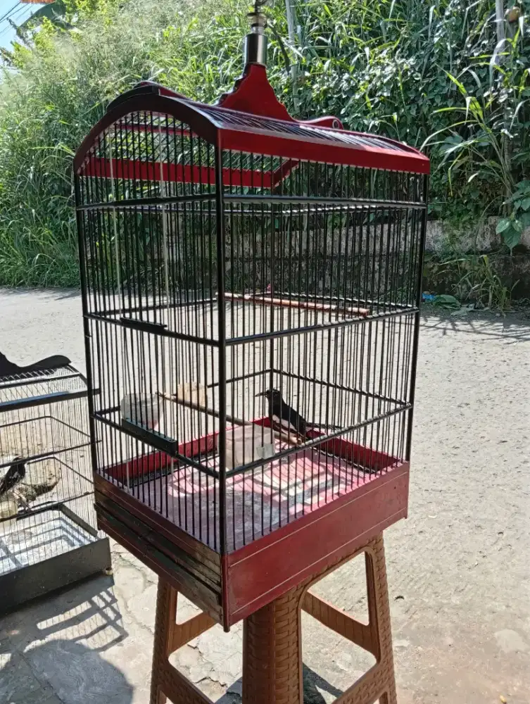 Burung kacer lapangan