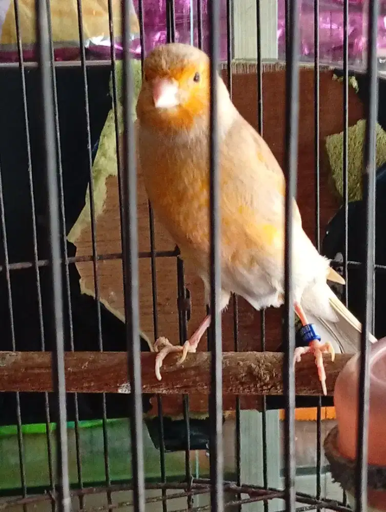 Burung kenari af riwikan