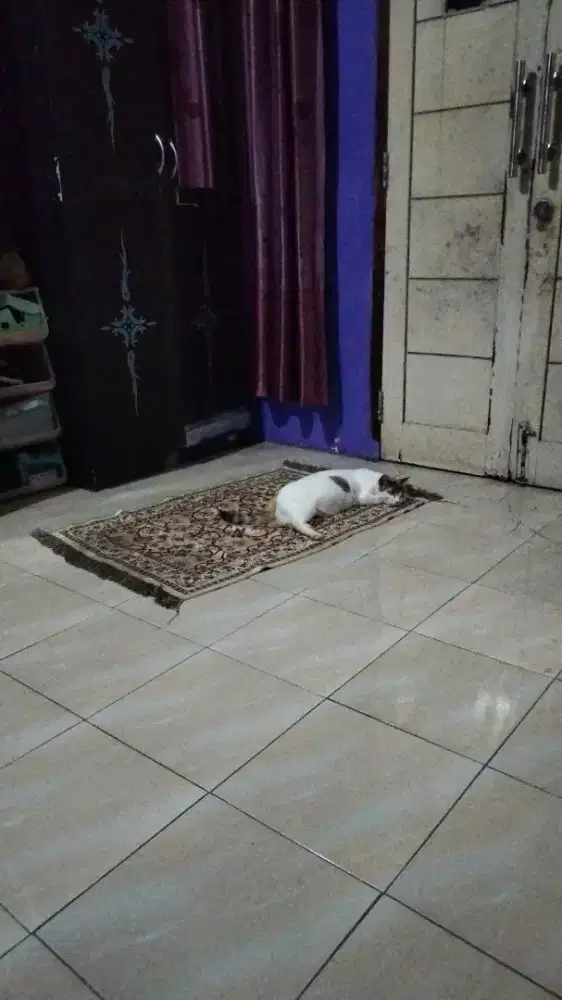 Harting angkut minus pemakaian