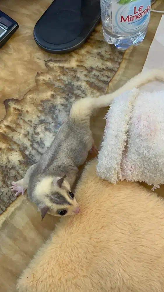 Sugar Glider Mozaic Jantan
