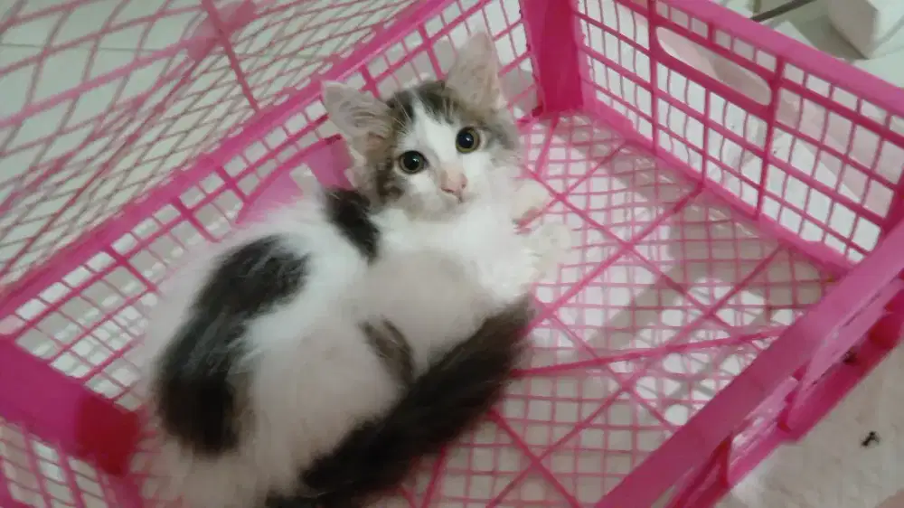 Kucing Persia Medium