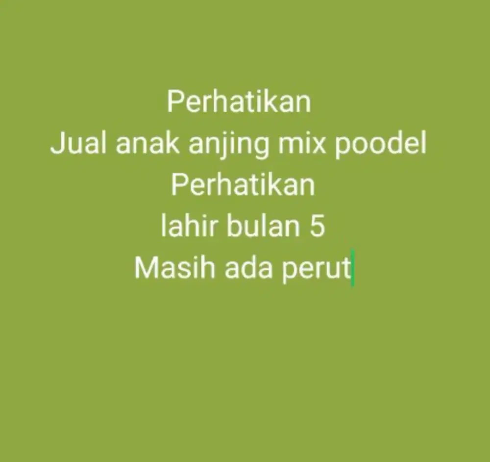 Jual anak anjing mix poodel