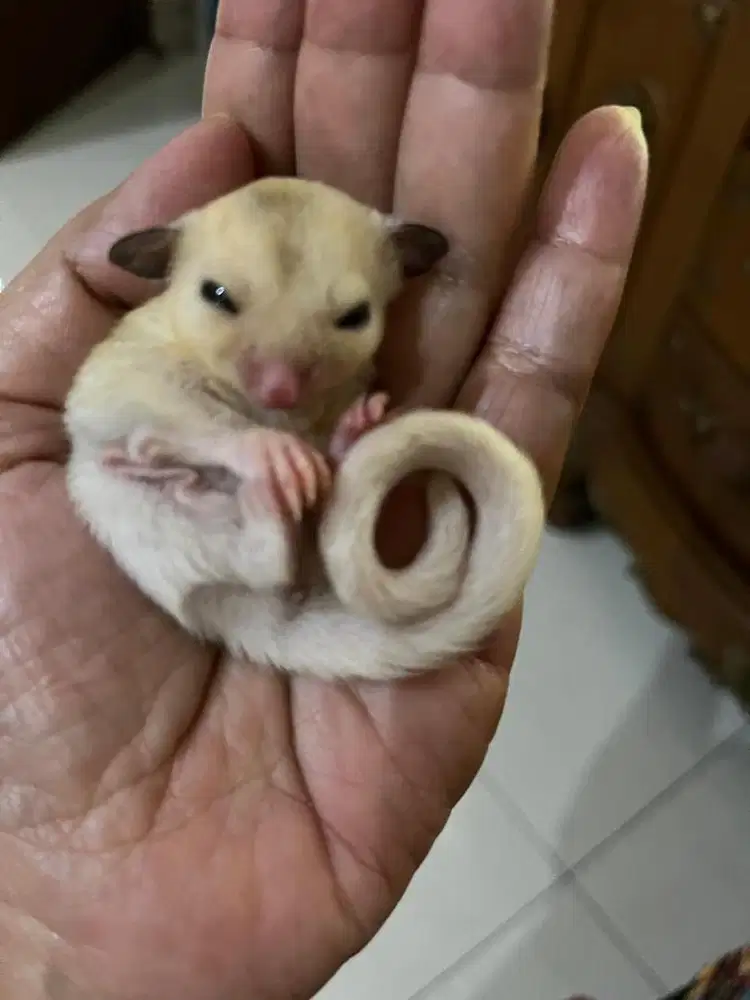 Sugar Glider Joey Mozaic Jantan
