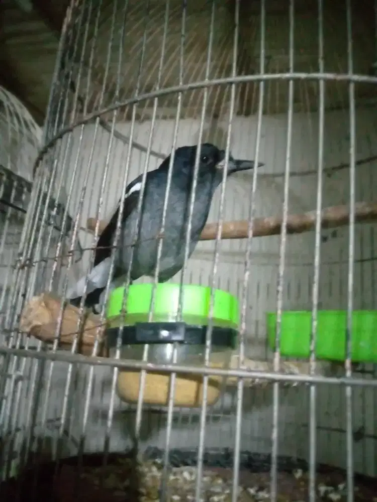 JUAL BURUNG KACER BETINA JINAK