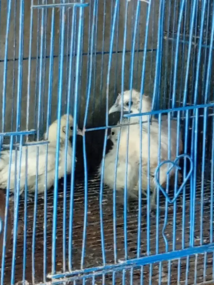 Ayam silky siap produksi