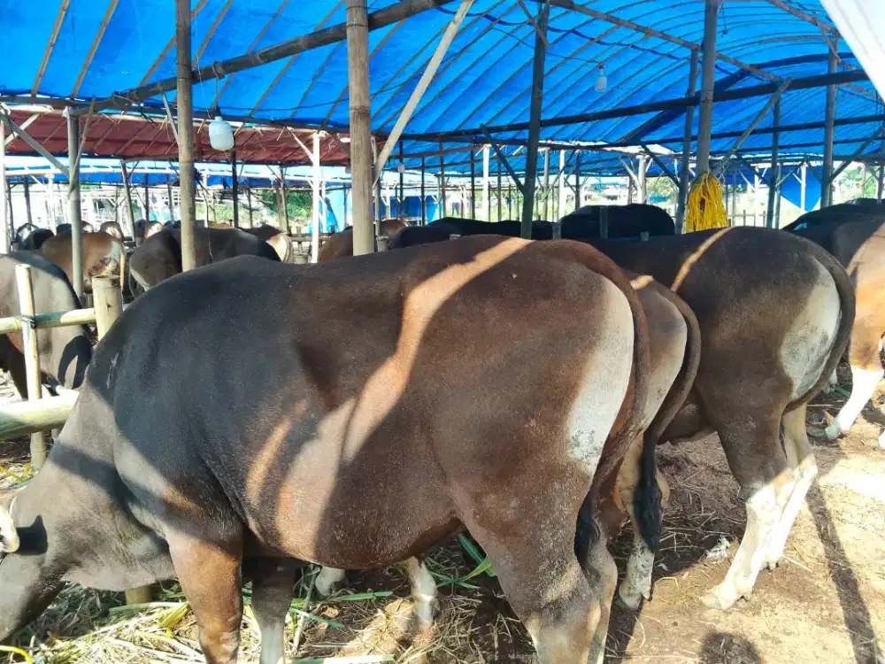 SAPI QURBAN 2026 - 17 JUTAAN - BEBAS ONGKIR