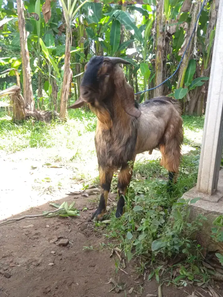 Kambing Jawa qurban