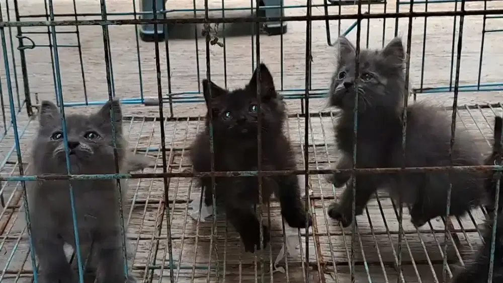 Kitten/Persia/Kitten Persia/Persia Medium/Flatnose/Persia Shorthair