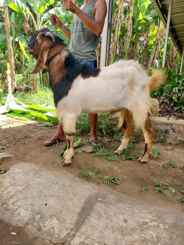 Kambing  siap kurban