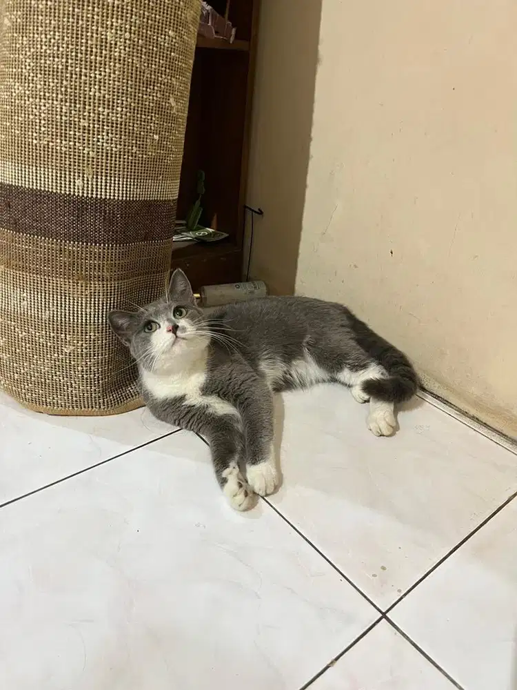 Kucing kitten british shorthair bsh mix