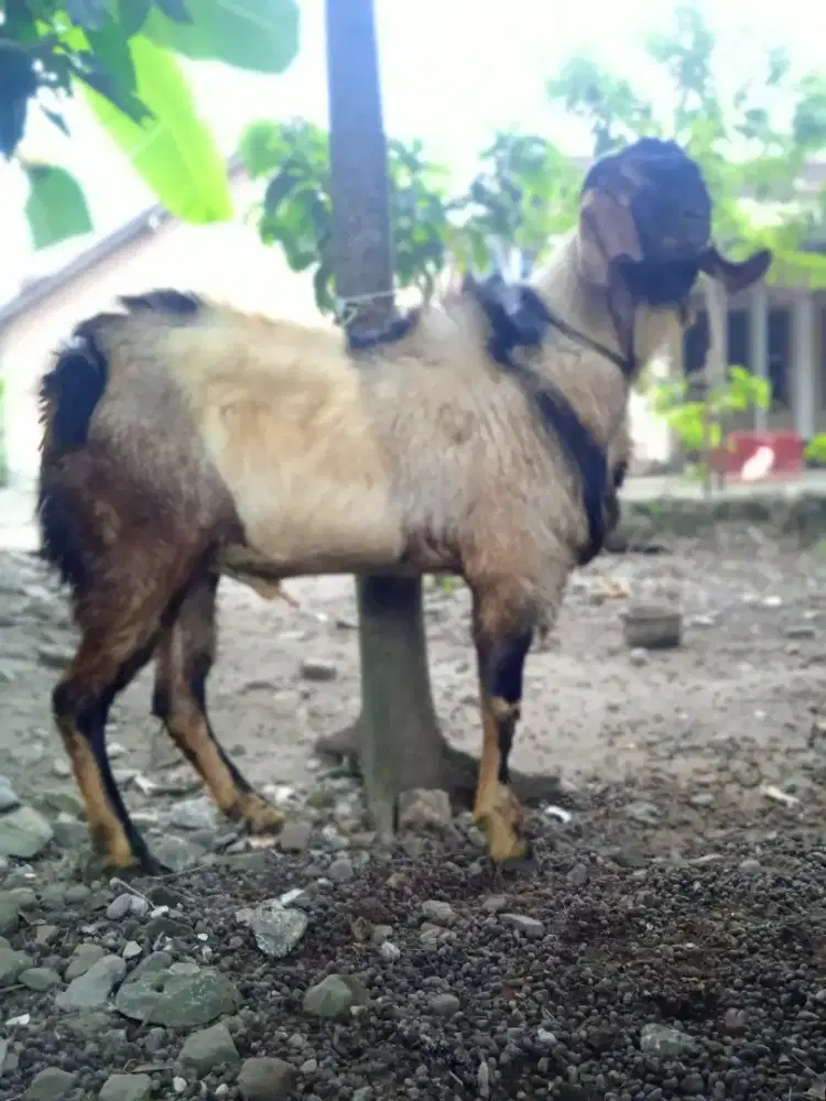 Kambing kurban gagah