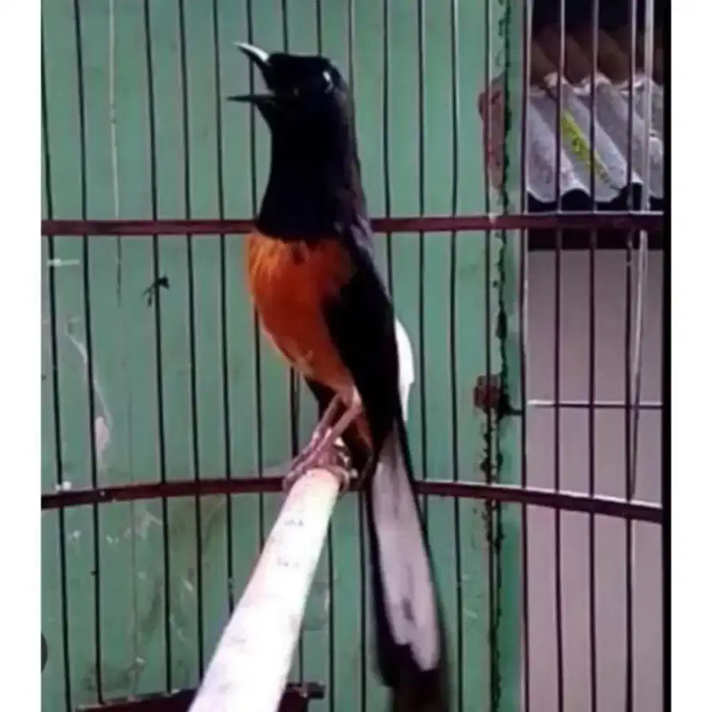 Burung Murai MH Jantan Ekor Panjang.